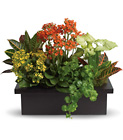 Stylish Plant Assortment Cottage Florist Lakeland Fl 33813 Premium Flowers lakeland